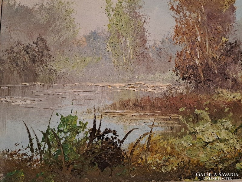 Forest landscape with stream