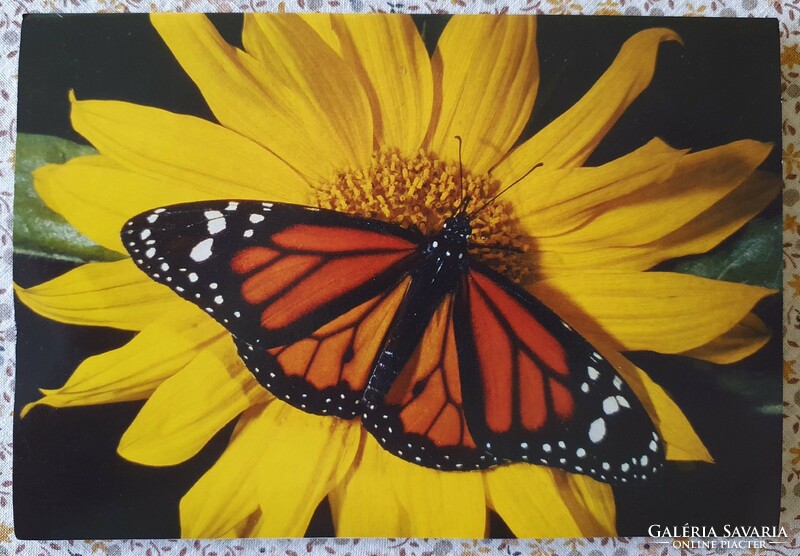 Wwf postcard greeting card greeting card postcard mail clear butterfly sunflower
