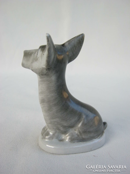Drasche porcelain terrier dog