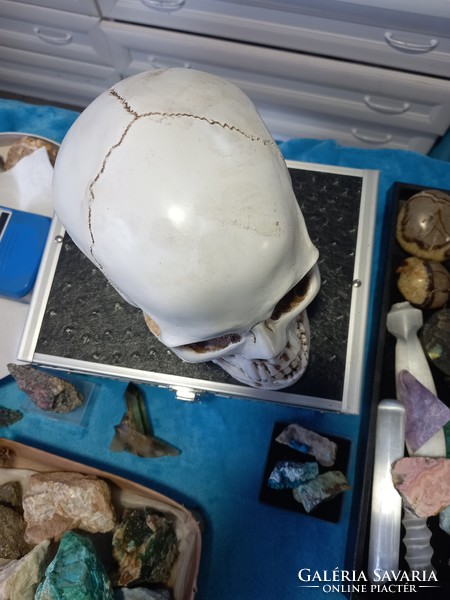 Realistic skull made of 1:1 artificial bone
