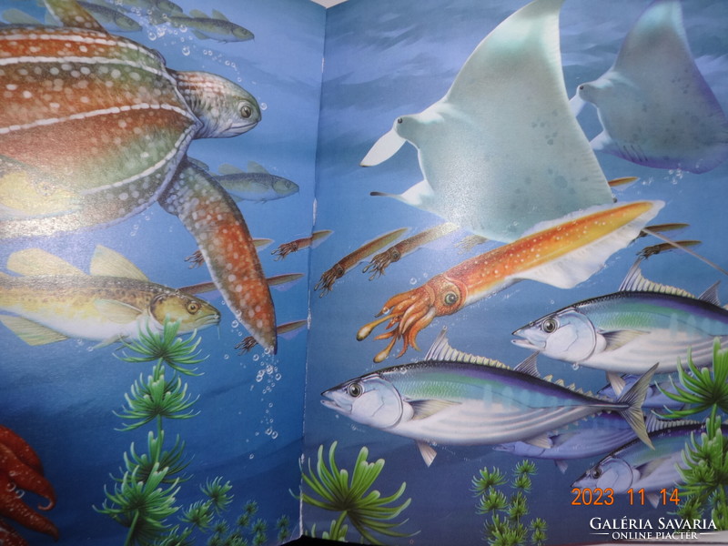 éva Kiss Bitay: The World of Seas - informative children's book with drawings by László Veres
