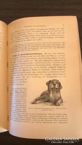Müller:Die Krankheiten des Hundes  Zweite Auflage
