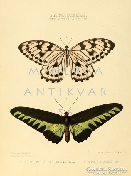 Lepkék, pillangók 1. Vintage/antik zoológiai illusztráció. Kitűnő minőségű reprint nyomat
