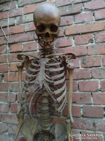 Valódi csontváz Echtes „antikes“ menschliches anatomisches Skelett