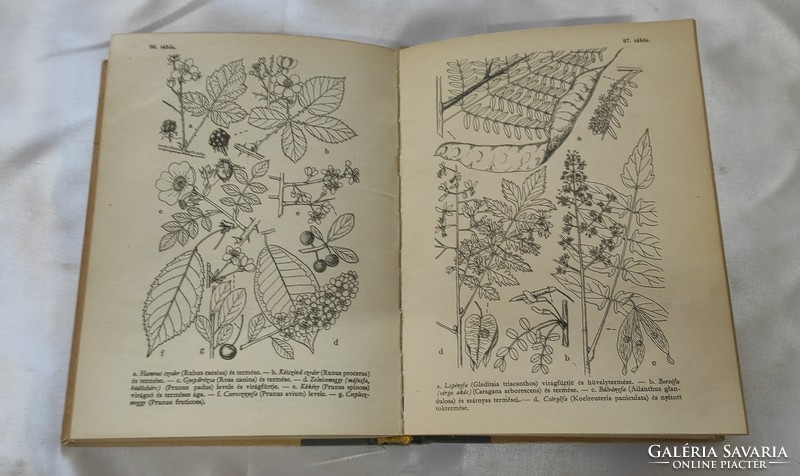 Jávorka sándor-csapody vera: flowers of a forest field. A colorful little atlas of the Hungarian flora.