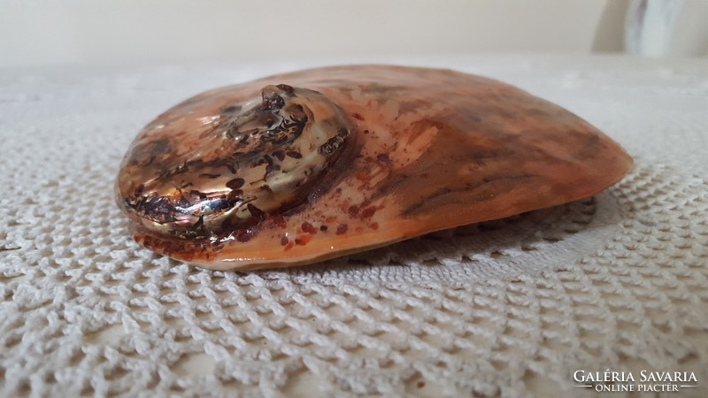 Nagyméretű,gyönyörű Abalone kagyló