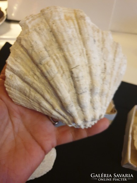 Fossilized sea shells millions of years old
