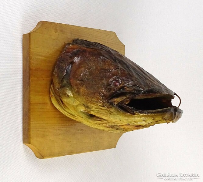 1P593 large repaired catfish head fish trophy