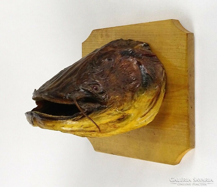 1P593 large repaired catfish head fish trophy