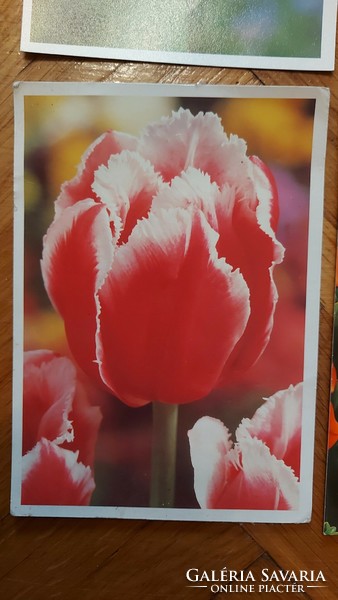 Virágos képeslapok régi postatiszta üdvözlőlap tulipánok