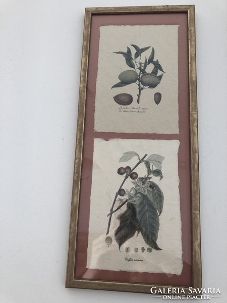 2 X 2 db vintage botanikai illusztráció bronz színű keretben, Mandula - Arabika kávé / Barack-Alma