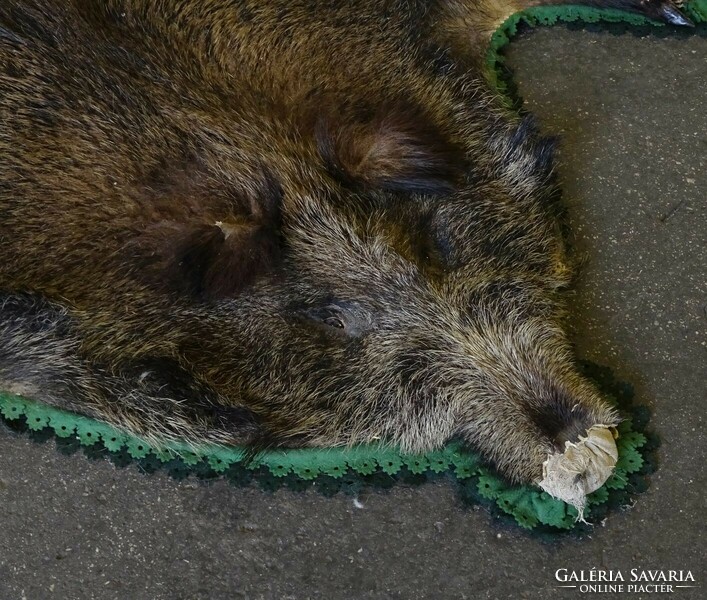 1Q555 Preparált vaddisznó szőr preparátum 215 x 145 cm