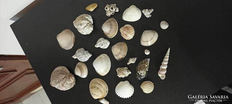 Sea snails and shells