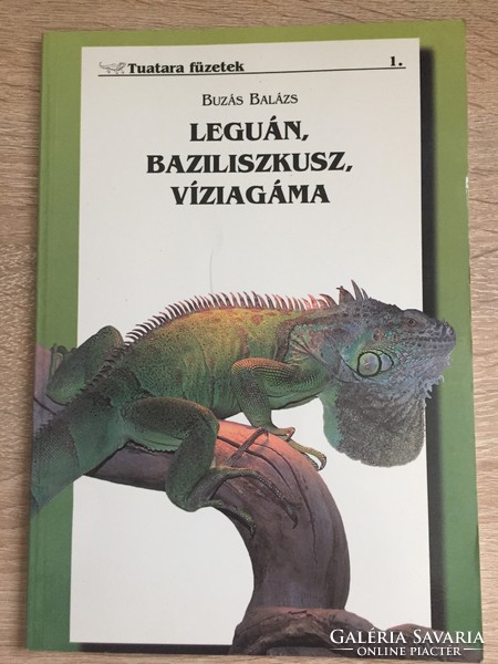 Iguana, basilisk, water iguana - wild boar