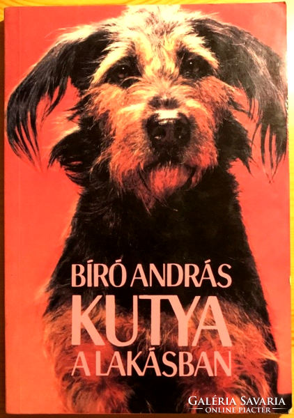 András Bíró: dog in the apartment