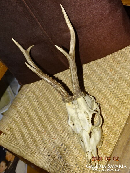 Deer skull antler hunting trophy