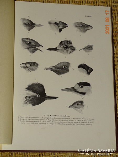 István Chernel: birds of Hungary I. 1899 (Institute: herman ottó)