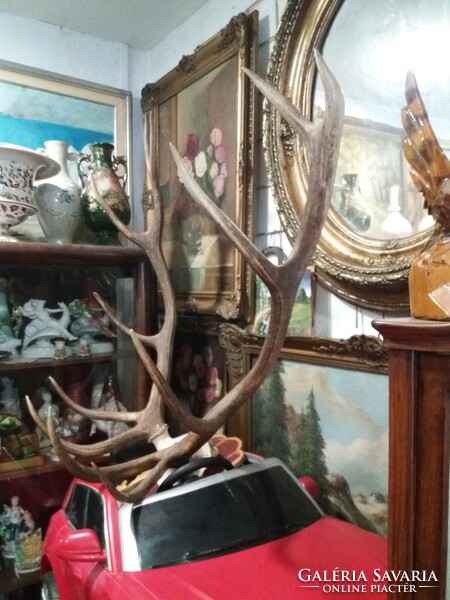 Deer antlers .