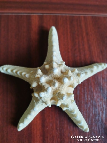 2db nagyméretű tengeri csillag