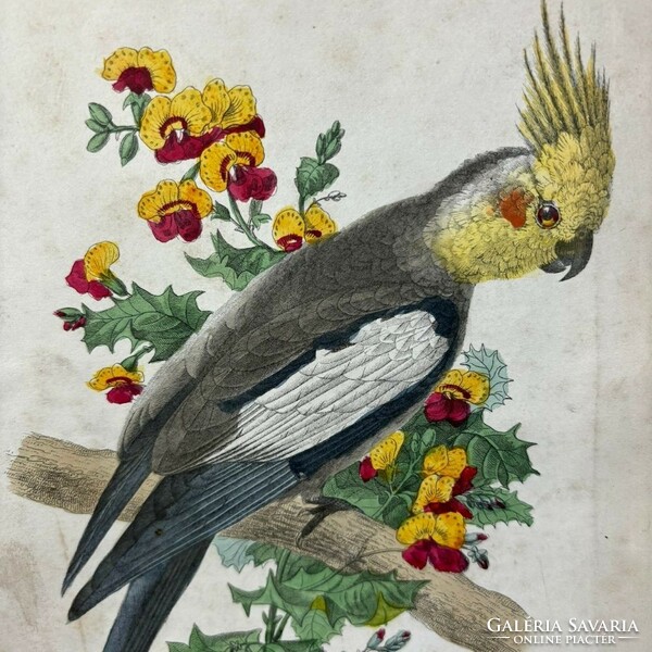 Ismeretlen 19. századi metsző - Papagáj az ágon - kézzel színezett metszet