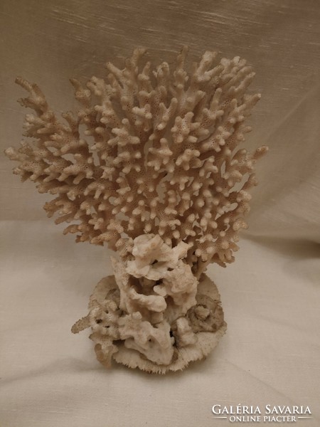 Old white sea fossil, coral 22*18 cm