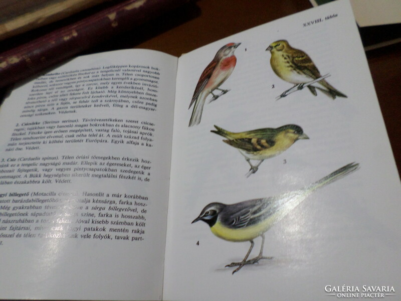 Birds 1-2-3. Diver's pocket book, diver's pocket books