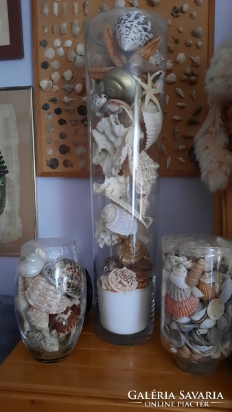 A very nice collection of seashells and snails, hundreds of pieces, for sale from a legacy to collectors