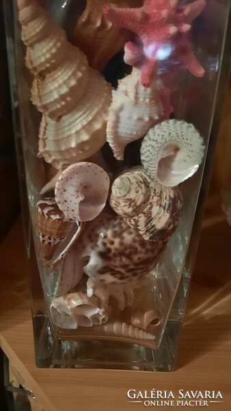 Eladó hagyatékból gyűjtőknek nagyon szép tengeri kagyló-csiga gyűjtemény, több száz db