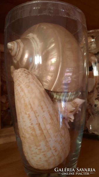 A very nice sea shell-snail-coral-mineral collection for collectors from a legacy