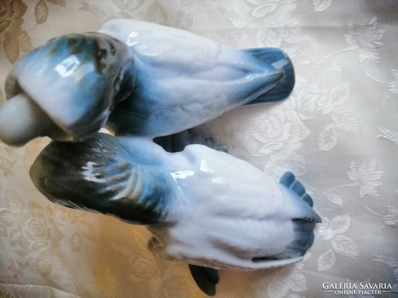 A beautiful pair of Cluj stock pigeons