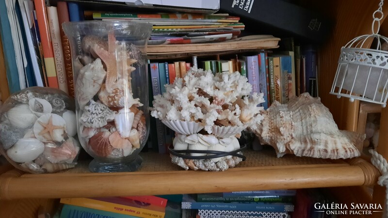 Eladó hagyatékból gyűjtőknek nagyon szép tengeri kagyló-csiga korall lámpa gyűjtemény