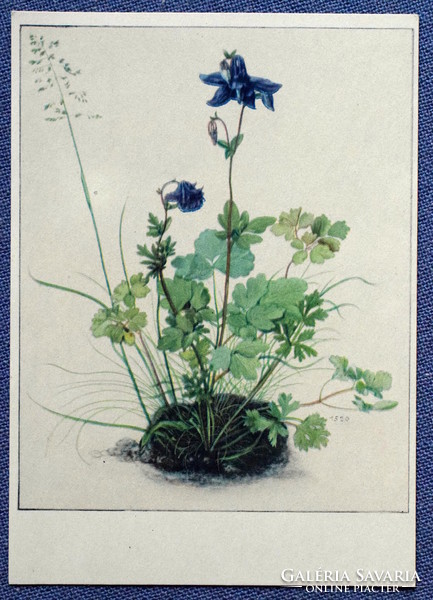 Vtg artist's postcard - dürer: after the image of a bellflower flower