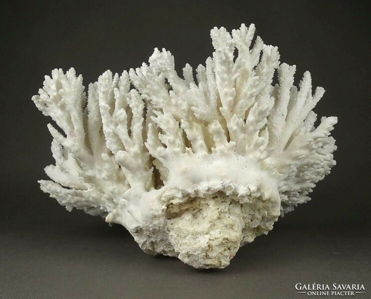 1Q761 Nagyméretű tengeri fehér korall 1.645 kg