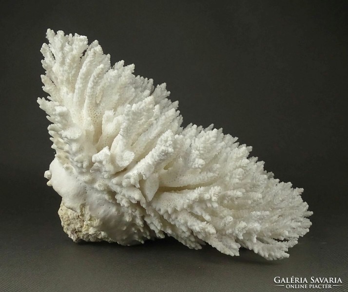 1Q761 large sea white coral 1.645 Kg