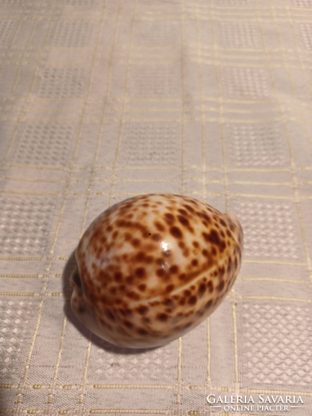 3 Pcs, sea snail shell