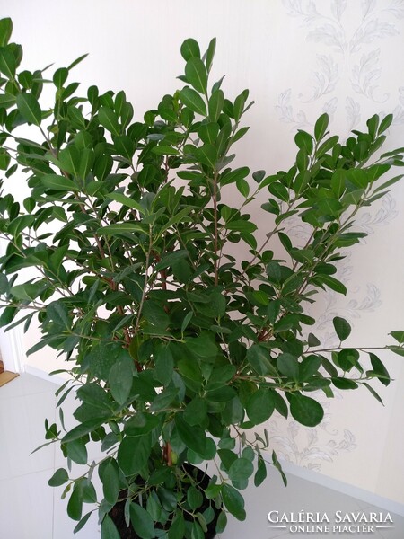 Fikusz szobanövény örökzöld ovális levelű 170 cm magas 4 törzsű