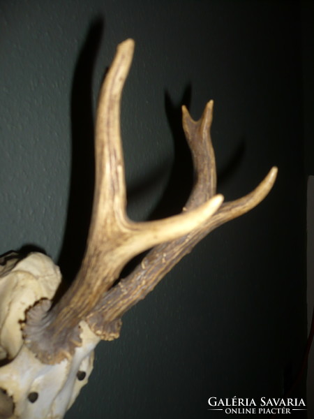 Roebuck trophy, roe deer antler trophy with skull on a wooden base