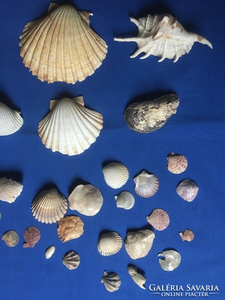 Sea snail - shell (28 dkg, shell 11 x 10.5 cm)