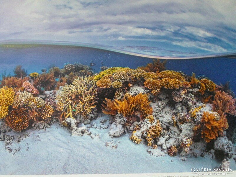 Poszter 44.: Korallzátony a Mayotte-szigetnél; Indiai-óceán (természetvédelem, fotó)