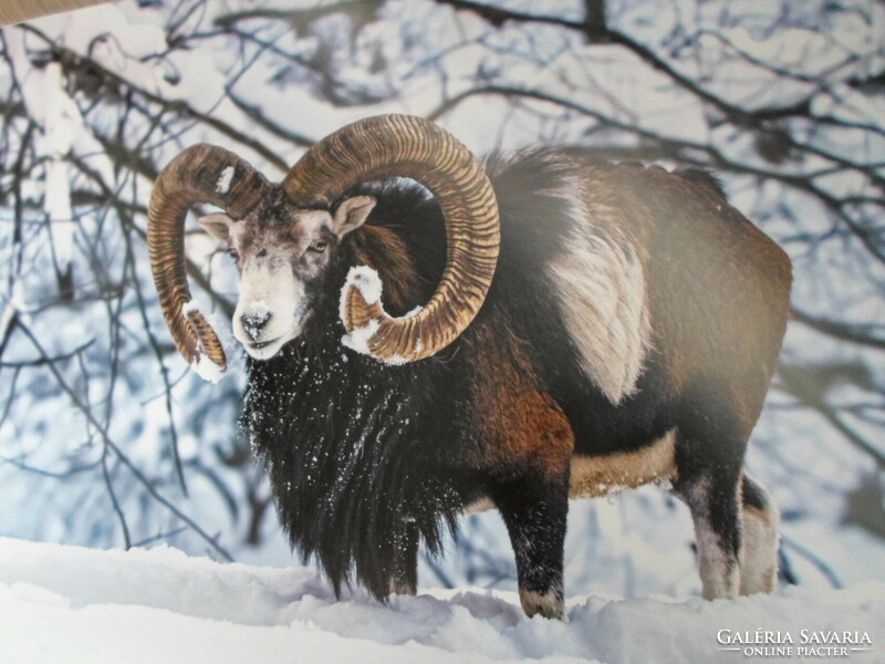 Poszter 43.: Európai muflon; Németország, Sachsen – Szászország (természetvédelem, fotó)