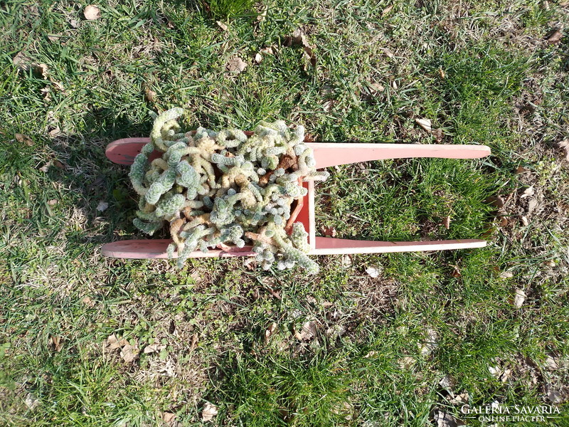 Creative yard planter, flower box, old toy wooden wheelbarrow (65 x 20 cm.)