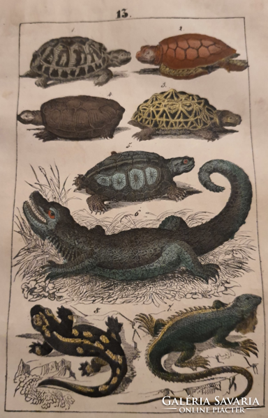 24 színezett metszet állatok, növények, ásványok - Martin: Naturgeschichte 1844 - a könyv teljes