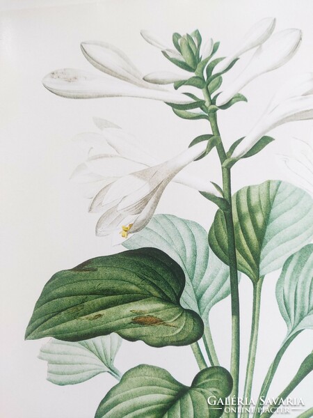 Artwork by Pierre-Joseph Redouté, botanical print reproduction.