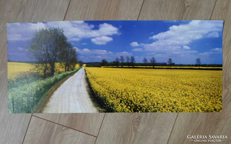 Poster 53.: Canola field (photo poster)