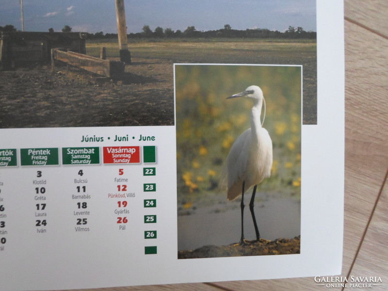 Poster calendar page 3: Hortobágy, little egret; June (photo poster)