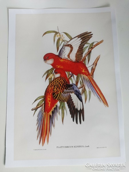 Színes madarakat ábrázoló antik nyomat reprodukciója  30,2 x 20,7 cm