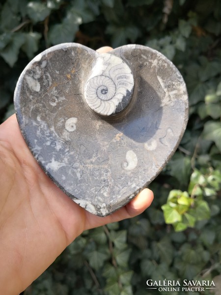 Szépséges ammonitesz tál, fosszília