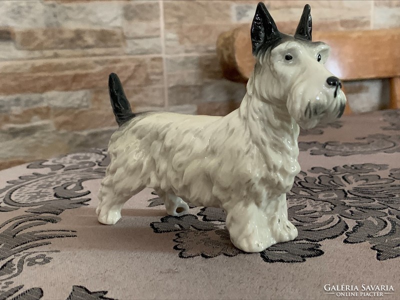 Porcelán terrier kutya