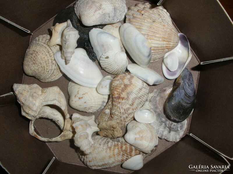 Tengeri kagyló gyűjtemény