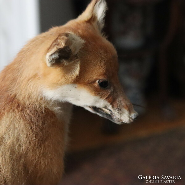 Antik róka preparátum Taxidermy Fox Vulpes Vulpes